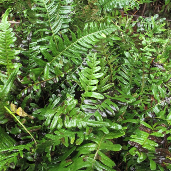 Polypodium vulgare - Édesgyökerű-páfrány