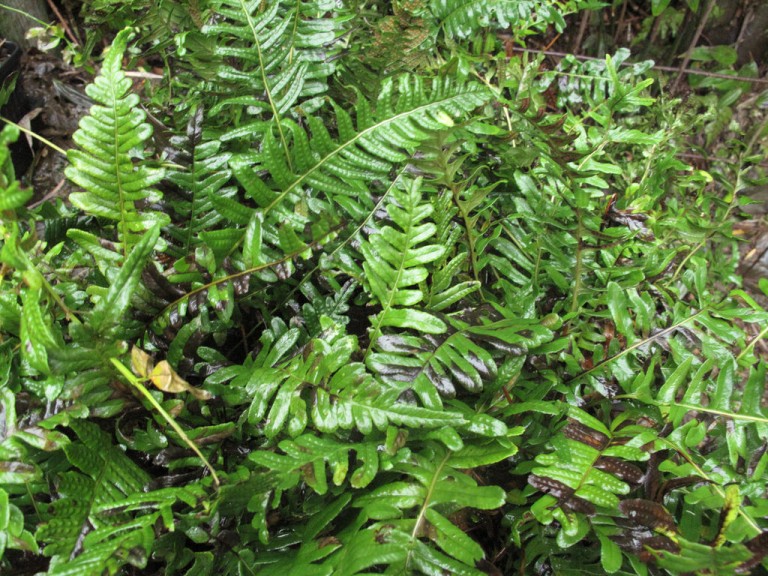 Polypodium vulgare - Édesgyökerű-páfrány