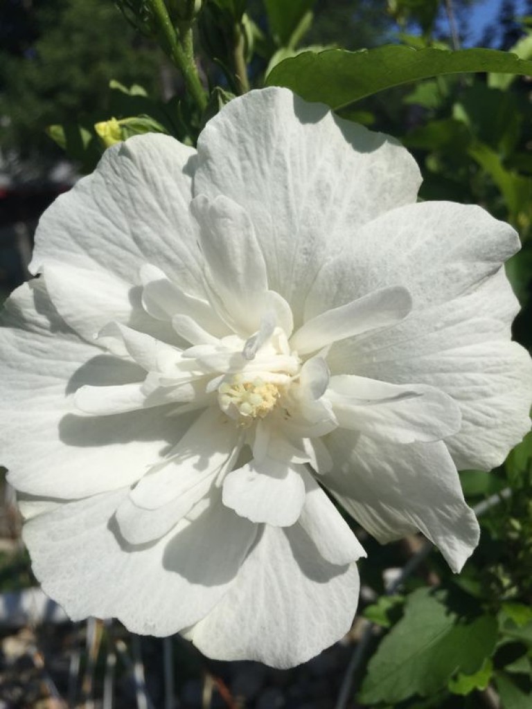 Hibiscus syriacus White Chiffon - Mályvacserje
