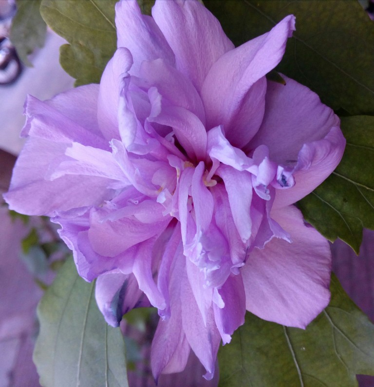 Hibiscus syriacus Lavender Chiffon - Mályvacserje