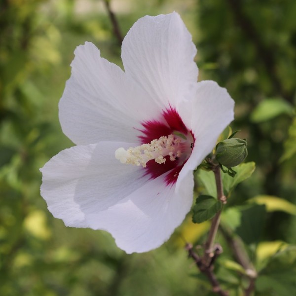 Hibiscus syriacus Red Heart - Mályvacserje