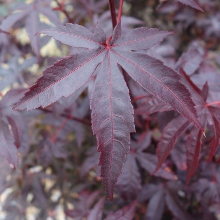 Acer palmatum Bloodgood - Japán juhar oltvány