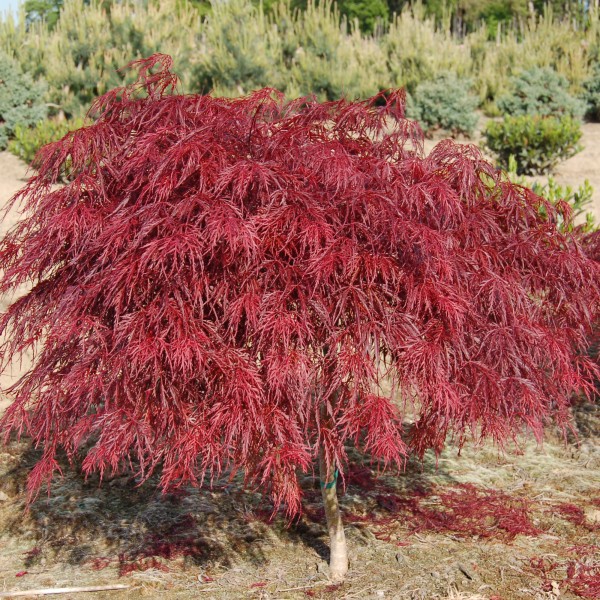 Acer palmatum dissectum Crimson Queen- Japán juhar - OLTVÁNY 60cm törzsön