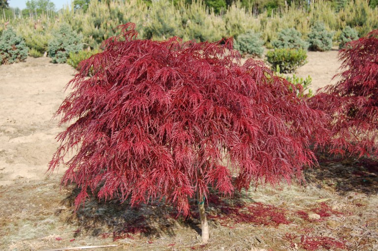 Acer palmatum dissectum Crimson Queen- Japán juhar - OLTVÁNY 60cm törzsön