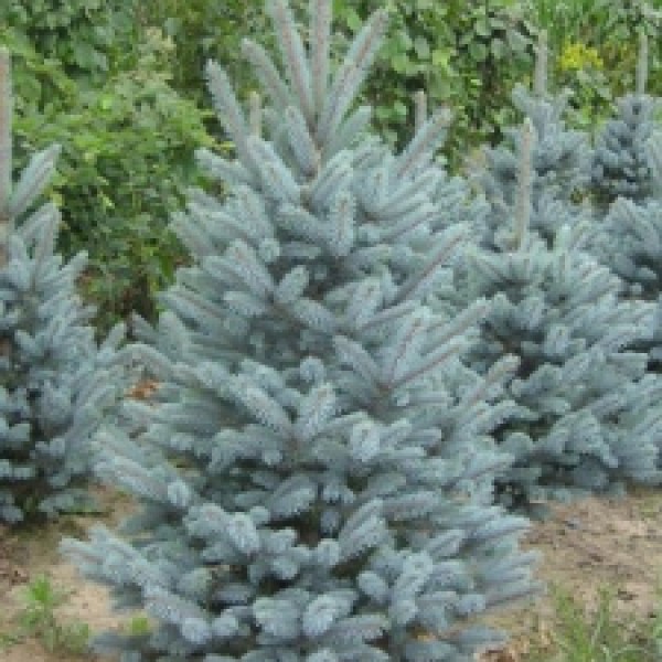 Picea pungens Balaton - Ezüstfenyő