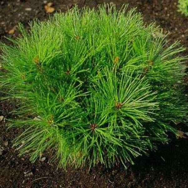 Pinus densiflora Alice Verkade - Japán erdeifenyő 