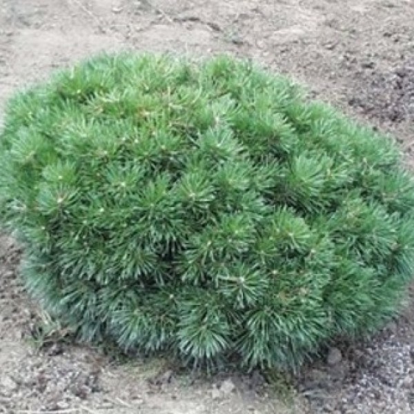 Pinus sylvestris Cuha – Törpe erdeifenyő
