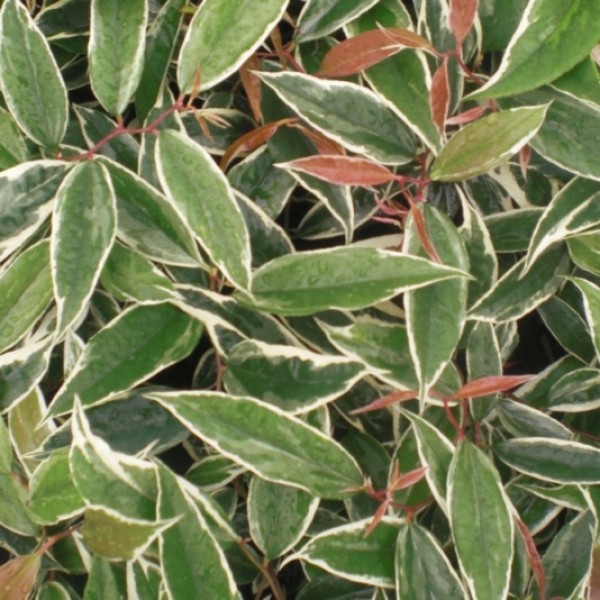 Leucothoe fontanesia Whitewater - Fürtöshanga