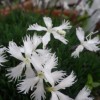 Dianthus Berlin Snow- Tollas szegfű