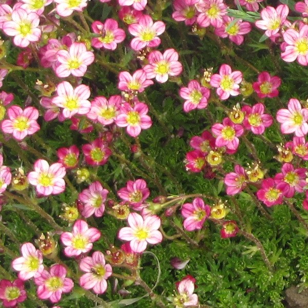 Saxifraga x arendsii Pixie Rose- Arends kőtörőfű