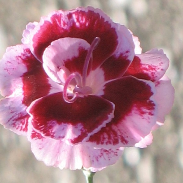 Dianthus plumarius Romeo - Tollas szegfű