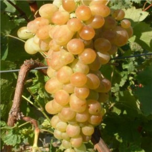 Afuz Ali - Csemegeszőlő 