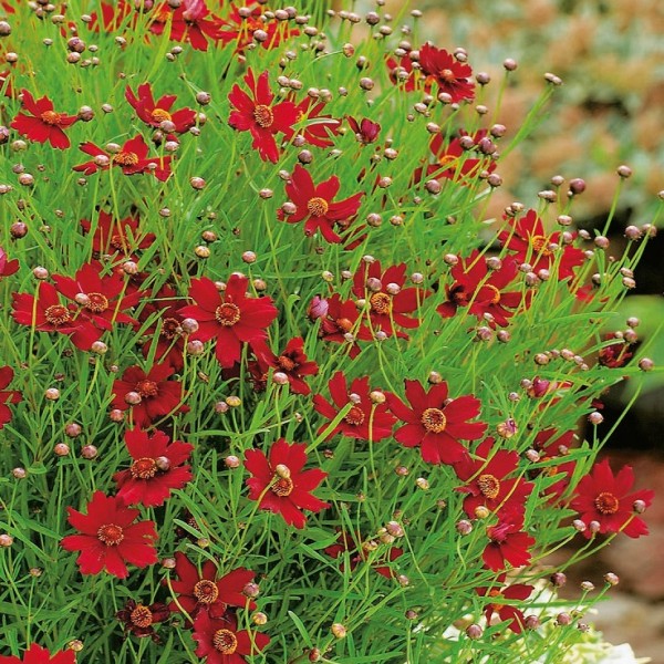 Coreopsis verticillata Ruby Red - Menyecskeszem