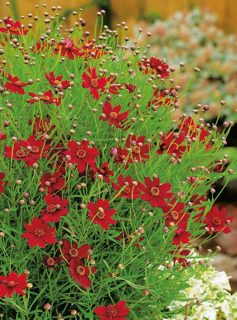 Coreopsis verticillata Ruby Red - Menyecskeszem