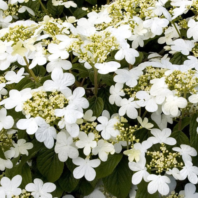 Viburnum plicatum Summer Snowflake - Redős levelű bangita