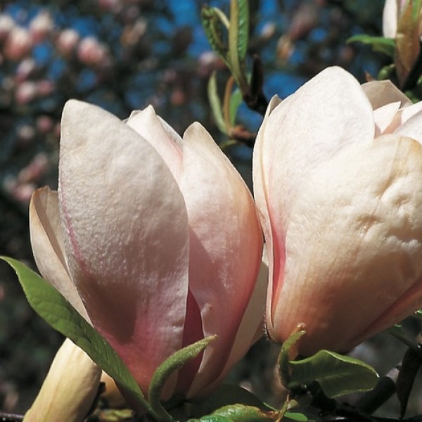 Magnolia Sundew - liliomfa