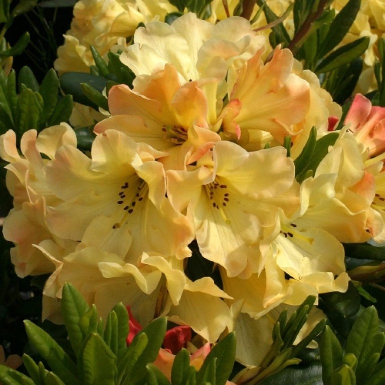 Rhododendron Nancy Evans - Örökzöld havasszépe