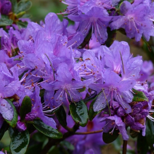 Rhododendron Purple Pillow - Törpe havasszépe