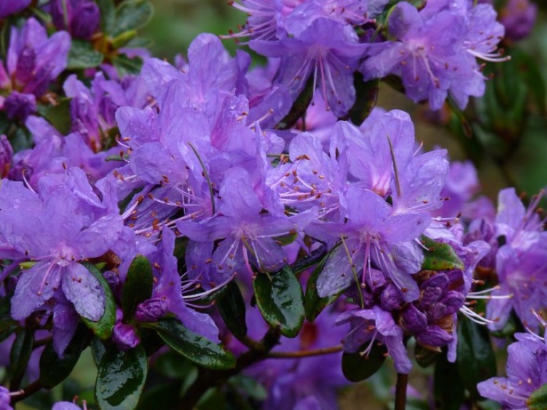 Rhododendron Purple Pillow - Törpe havasszépe