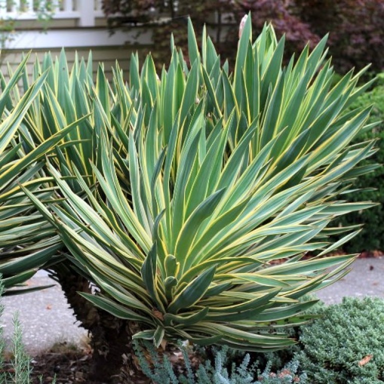 Yucca gloriosa Variegata - Tarkalevelű pompás pálmaliliom