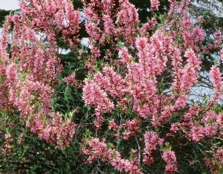 Prunus tenella Fire Hill - törpe mandula