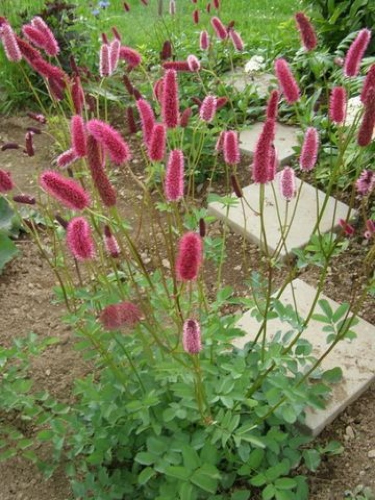 Sanguisorba tenuifolia Rubra - Vérfű