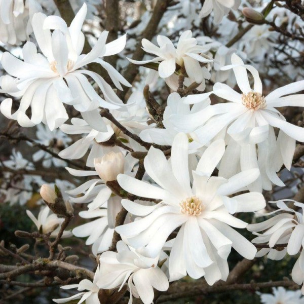 Magnolia stellata - Csillagvirágú liliomfa
