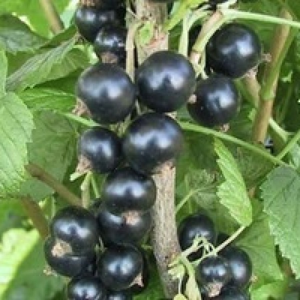 Ribes nigrum Titania - Fekete ribizli