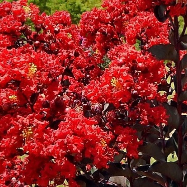 Lagerstroemia Red Hot -  Bordó levelű selyemmirtusz 