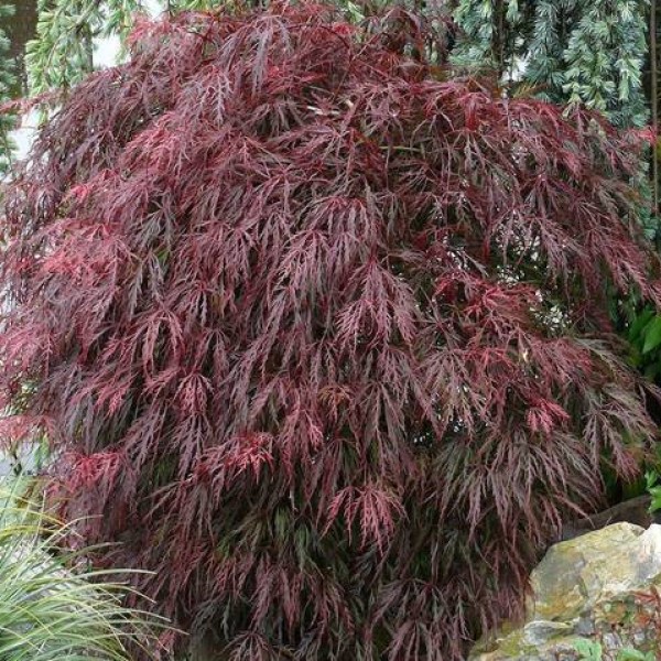 Acer palmatum Red Feathers - Japán Juhar