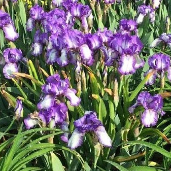 Iris Arctict Fancy - nőszirom 