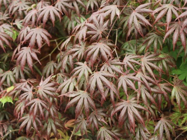 Acer palmatum Trompenburg - Japán juhar