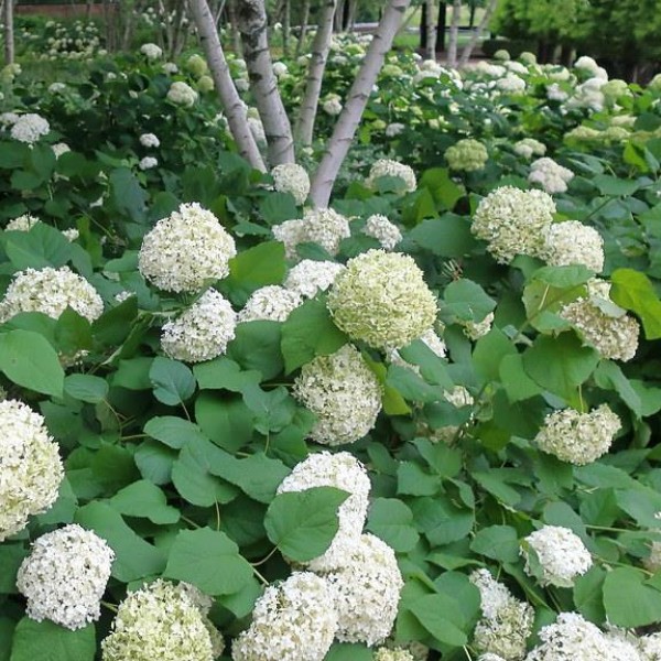 Hydrangea arborescens Annabelle - Cserjés hortenzia