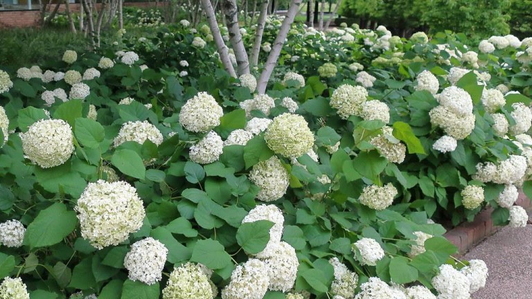 Hydrangea arborescens Annabelle - Cserjés hortenzia