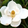 Magnolia grandiflora Gallisoniensis - Örökzöld liliomfa