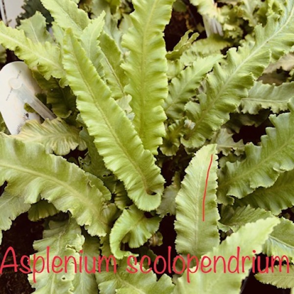 Asplenium scolopendrium Angustifolia - Éplevelű gímpáfrány