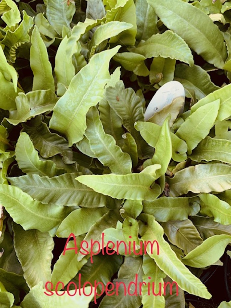 Asplenium scolopendrium - Gímpáfrány