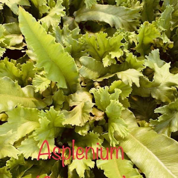 Asplenium scolopendrium  Cristatum - Gímpáfrány