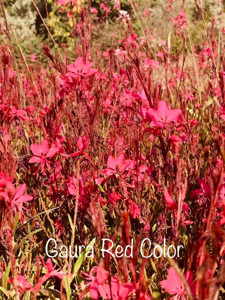 Gaura lindheimeri Red Color - díszgyertya