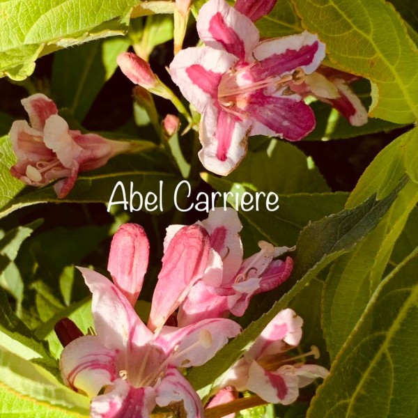Weigela Abel Carierre - Rózsalonc