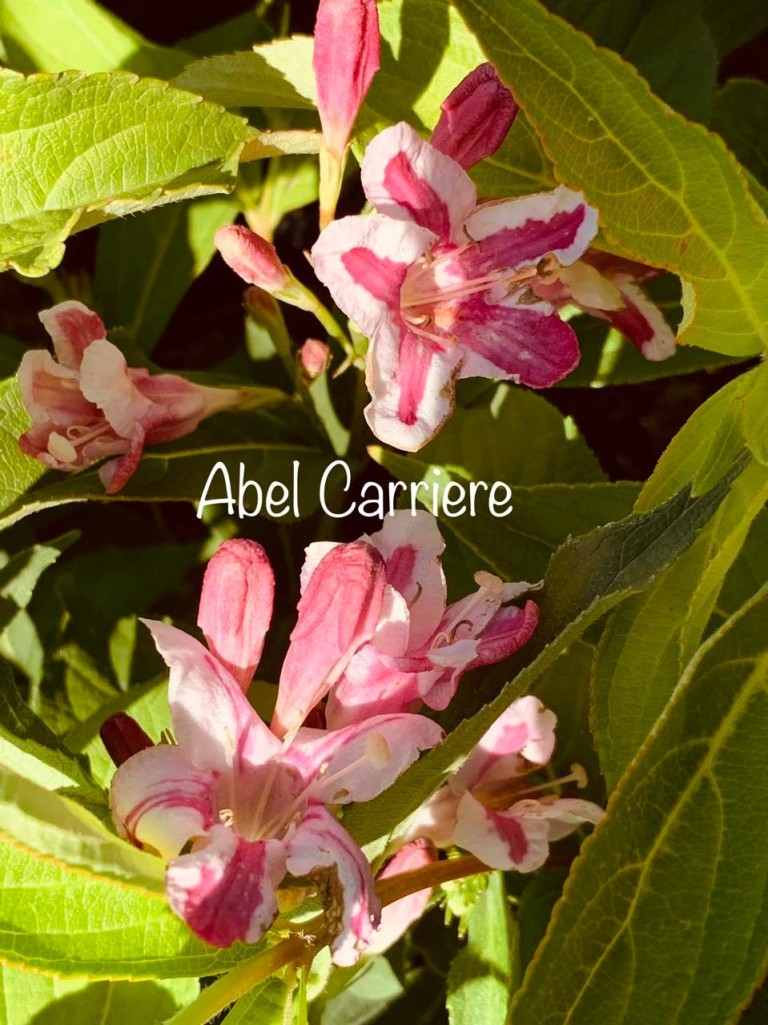 Weigela Abel Carierre - Rózsalonc