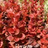 Berberis thunbergii Florence - Oszlopos borbolya