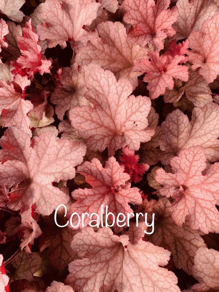 Heuchera Corallberry - Tűzeső