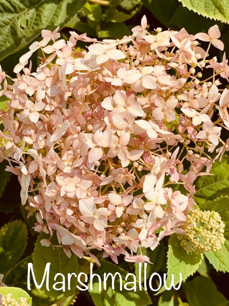 Hydrangea arborescens Candybelle Marshmallow  - Cserjés hortenzia