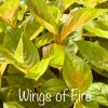 Weigela Wings of Fire - Rózsalonc
