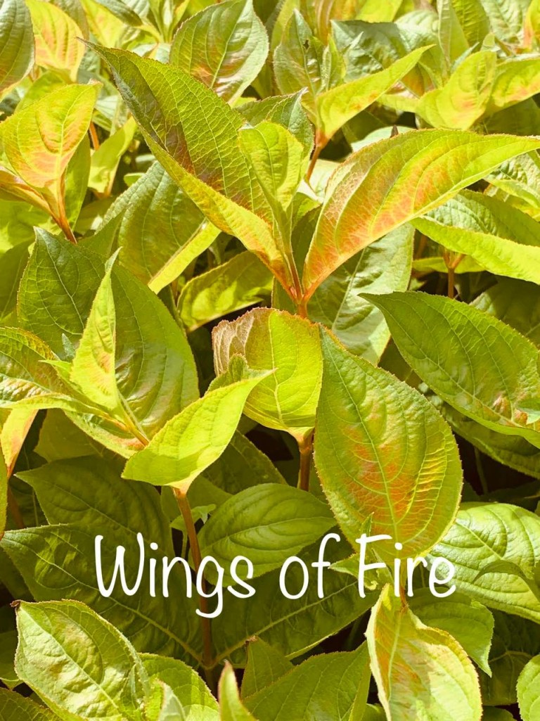 Weigela Wings of Fire - Rózsalonc