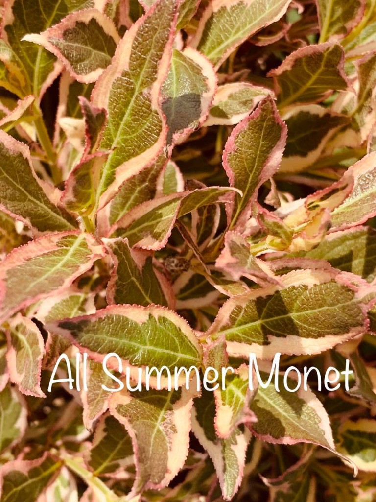 Weigela All Summer Monet - Tarka levelű törpe rózsalonc