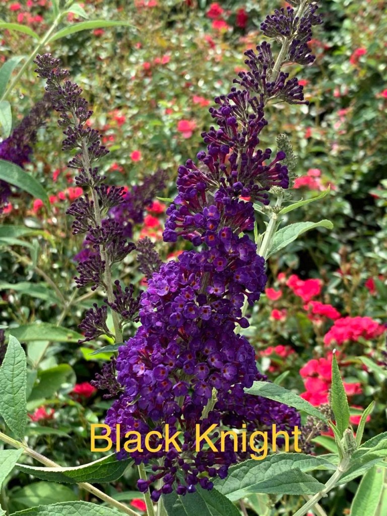 Buddleja davidii Black Knight - nyáriorgona