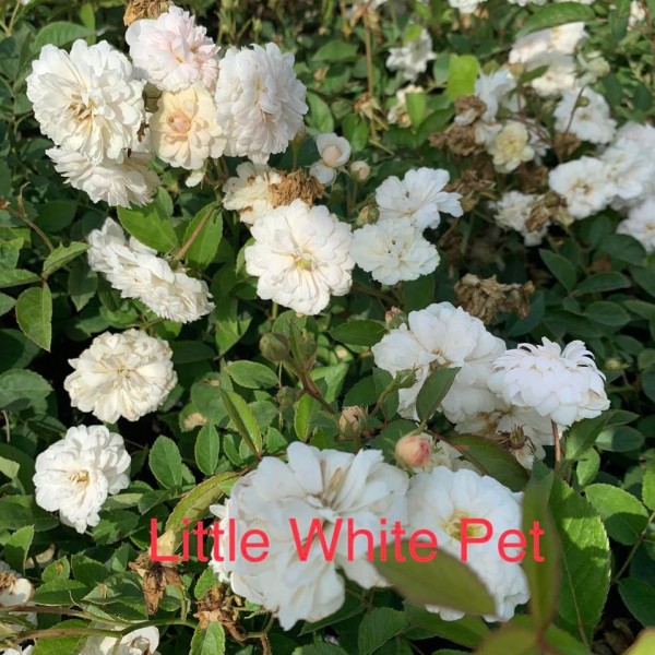 Rosa Little White Pet - Talajtakaró rózsa