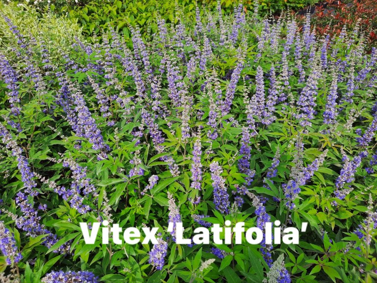 Vitex agnus-castus Latifolia - Barátcserje
